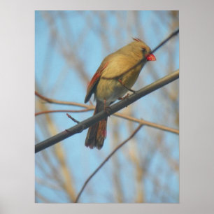 Female Cardinal/Bird Poster