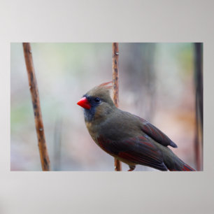 Female Cardinal Bird Poster
