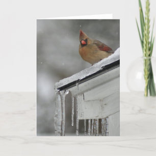 Female Cardinal Card