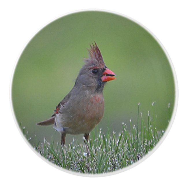 Female Cardinal Ceramic Knob (Front)