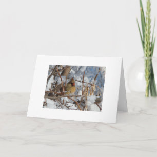 Female Cardinal Feeding In Snowy Tree Card