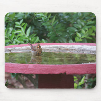 Female Cardinal in Birdbath Mouse Mat