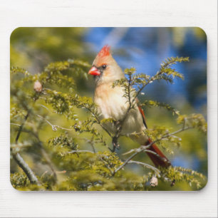Female Cardinal In Evergreen Mouse Mat