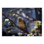 Female Cardinal in Flowering Pear Tree Card