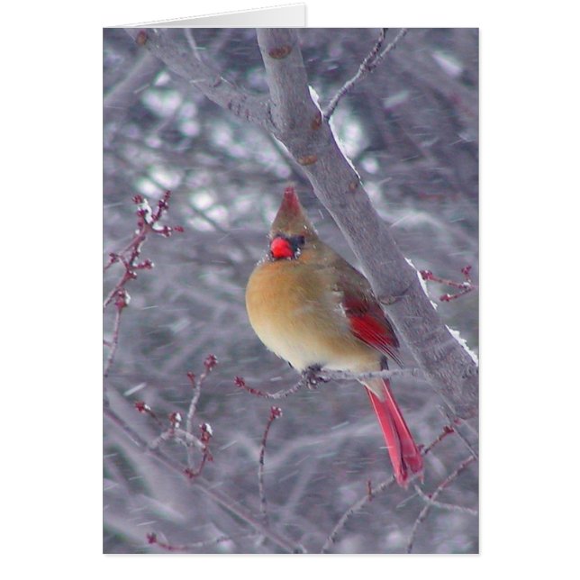 Female Cardinal in Snow (Front)