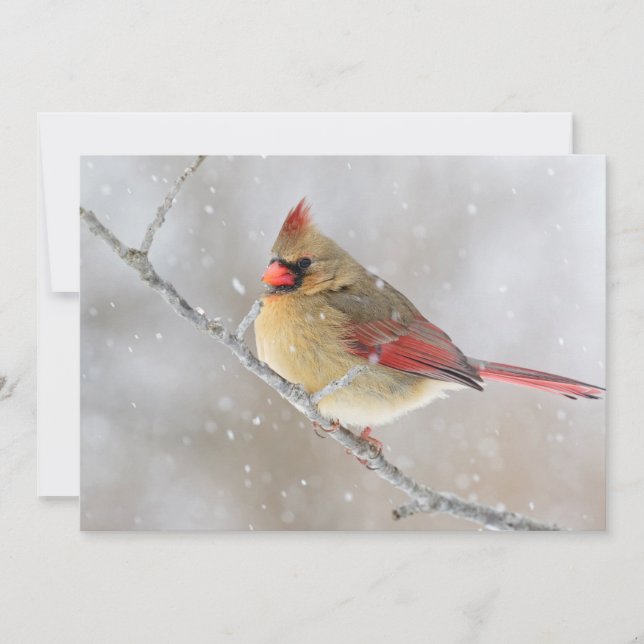 Female Cardinal in Snow Holiday Card (Front)