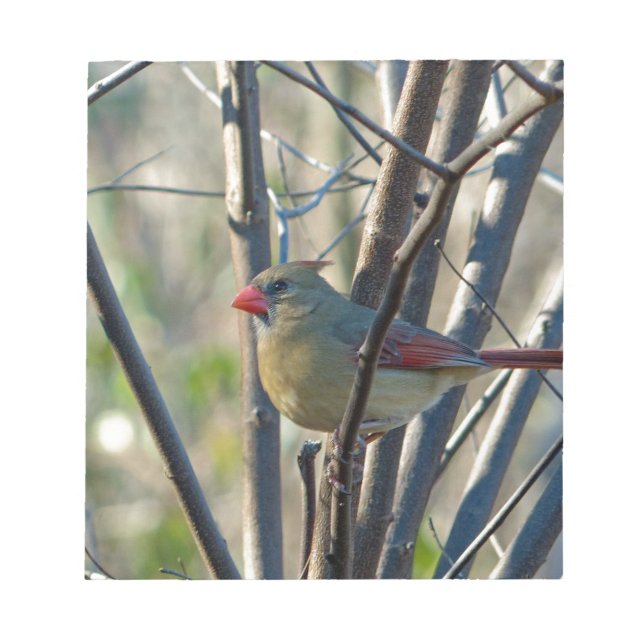 Female Cardinal Notepad (Front)