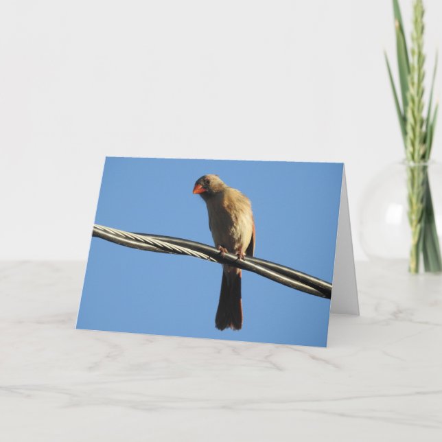 Female Cardinal on a Wire, Bird Photography Card (Front)