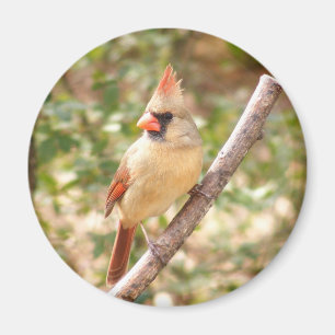 Female Cardinal on Branch Magnet