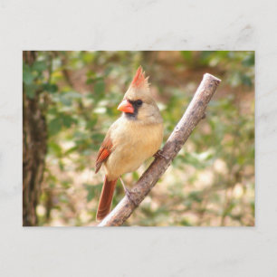 Female Cardinal on Branch Postcard
