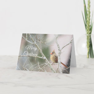 Female Cardinal on winter branches Customisable Holiday Card