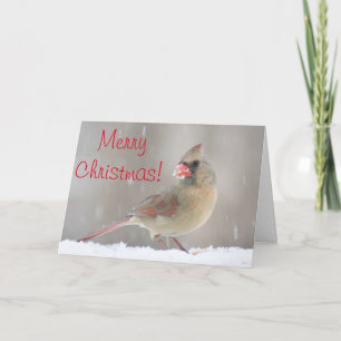 Female cardinal photo holiday card