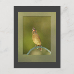 Female Cardinal Photo Postcard