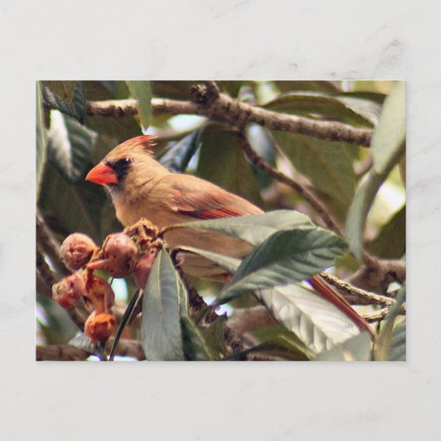 Female Cardinal Photo Postcard (Front)