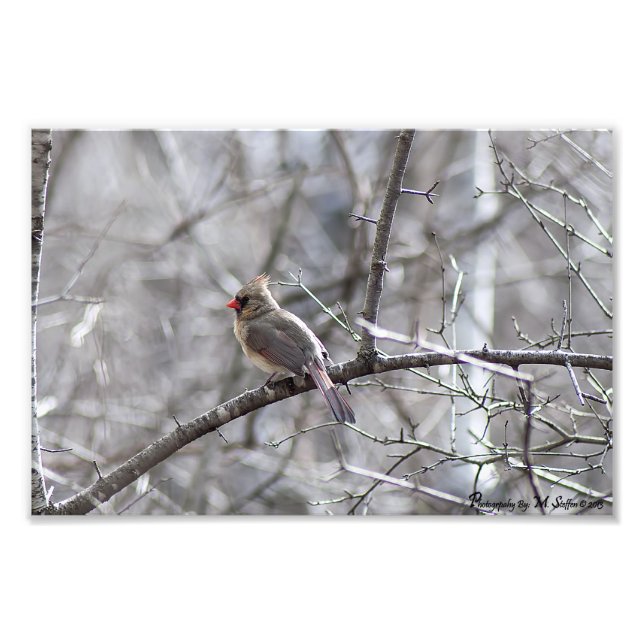 Female Cardinal Photo Print (Front)