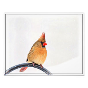 Female Cardinal Photo Print