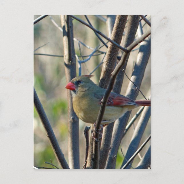 Female Cardinal Postcard (Front)