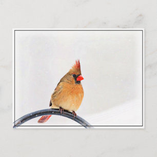Female Cardinal Postcard