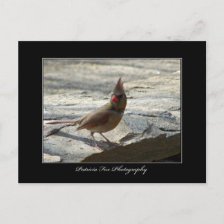 Female Cardinal - Postcard