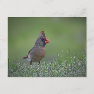 Female Cardinal Postcard