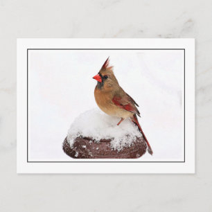 Female Cardinal Postcard