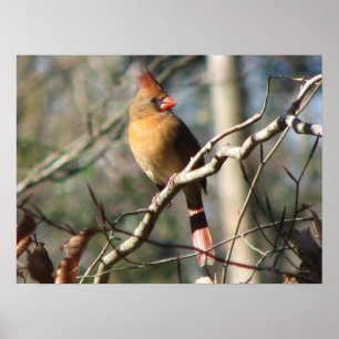 Female Cardinal Poster
