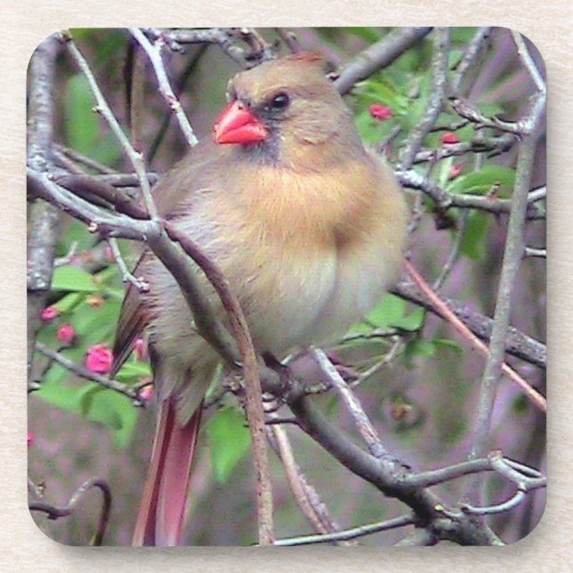 Female Cardinal Spring Coaster (Front)