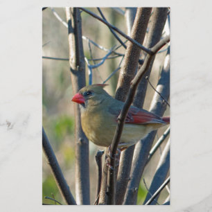 Female Cardinal Stationery