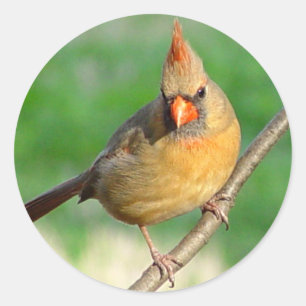 Female Cardinal Sticker