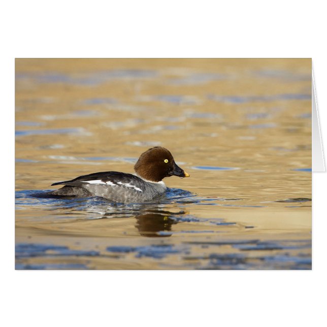 Female common Goldeneye duck (Front Horizontal)