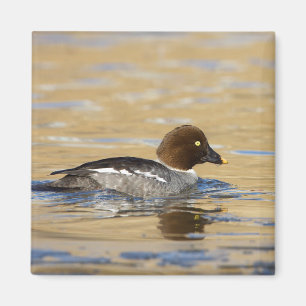 Female common Goldeneye duck Magnet