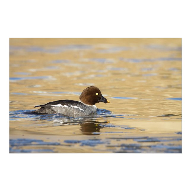 Female common Goldeneye duck Photo Print (Front)