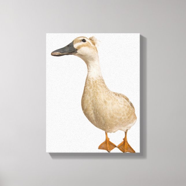 Female Crested Duck, 3 years old Canvas Print (Front)