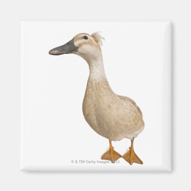 Female Crested Duck, 3 years old Magnet (Front)
