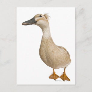 Female Crested Duck, 3 years old Postcard