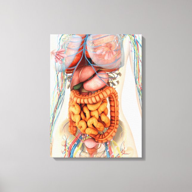 Female Digestive And Circulatory System Canvas Print (Front)