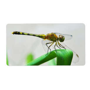 Female Dragonfly Diplacodes Trivialis