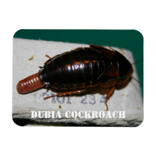 Female Dubia cockroach with egg sac Magnet