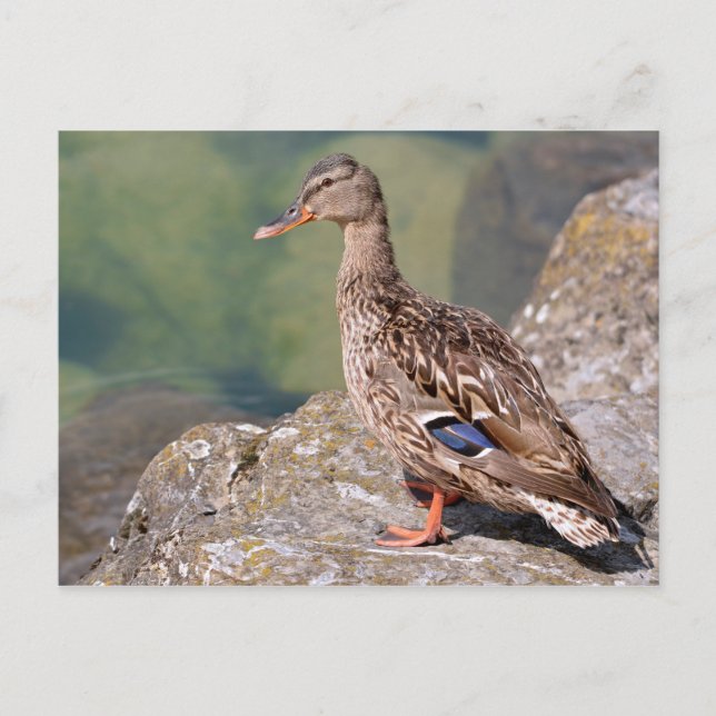 Female duck mallard on rock postcard (Front)