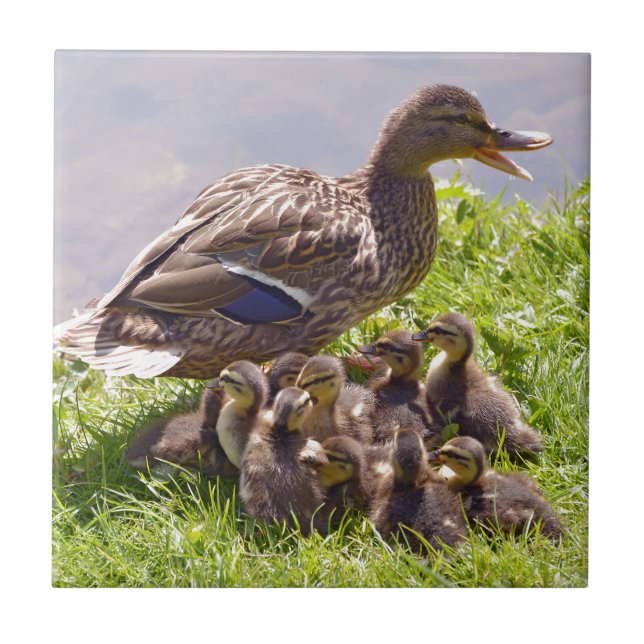 Female duck mallard with its ducklings on grass tile (Front)
