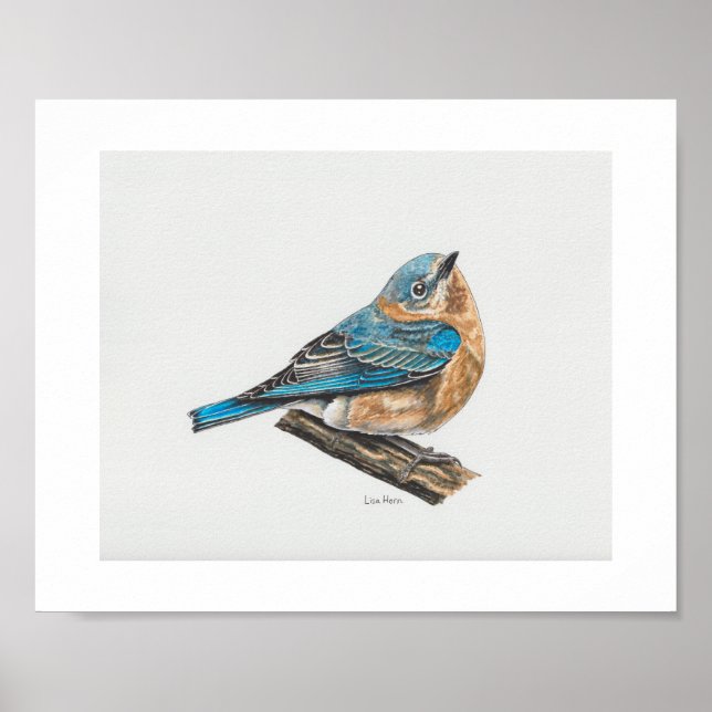 Female Eastern Bluebird Art Print (Front)
