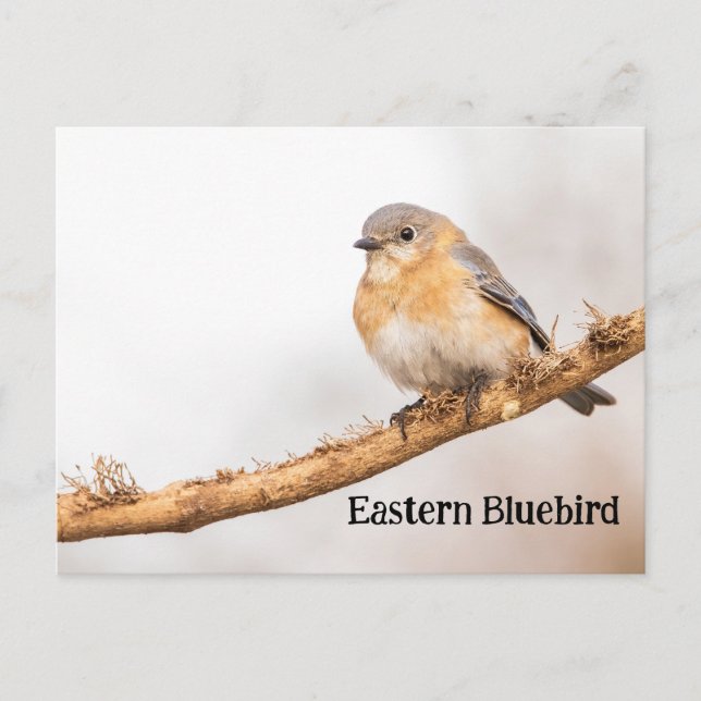 Female Eastern Bluebird Postcard (Front)