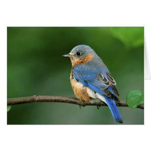 Female Eastern Bluebird, Sialia sialis