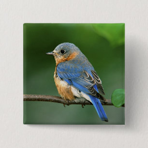 Female Eastern Bluebird, Sialia sialis 15 Cm Square Badge
