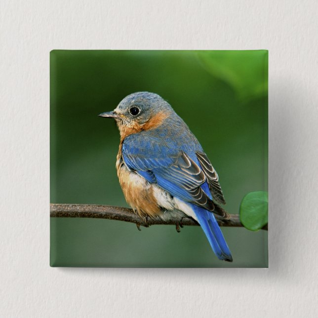 Female Eastern Bluebird, Sialia sialis 15 Cm Square Badge (Front)