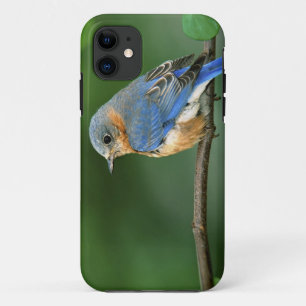 Female Eastern Bluebird, Sialia sialis iPhone 11 Case