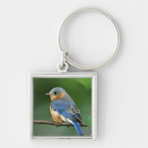 Female Eastern Bluebird, Sialia sialis Key Ring