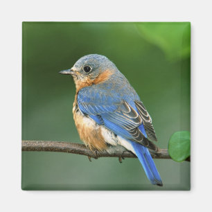Female Eastern Bluebird, Sialia sialis Magnet