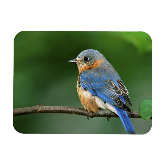 Female Eastern Bluebird, Sialia sialis Magnet (Horizontal)