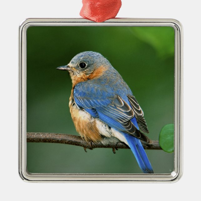 Female Eastern Bluebird, Sialia sialis Metal Tree Decoration (Front)